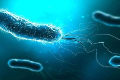 Streptococcal Toxic Shock Syndrome