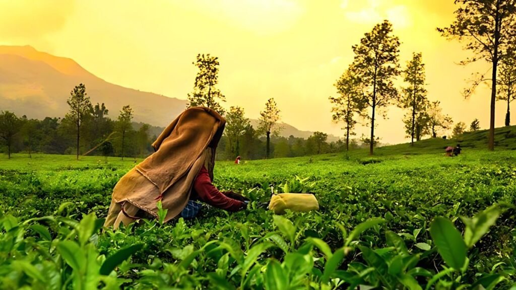 Munnar, Kerala