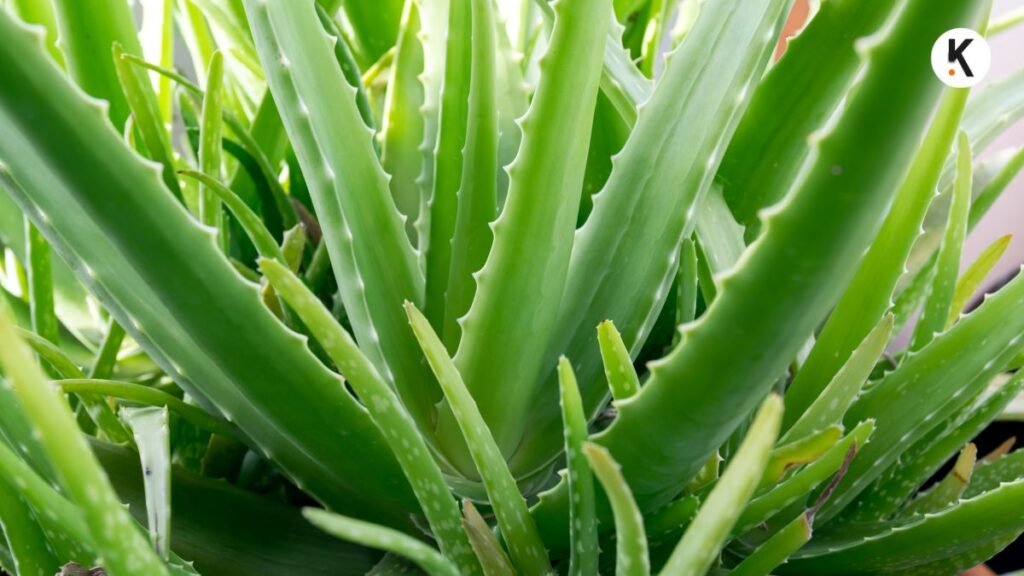 Uses of Aloe Vera