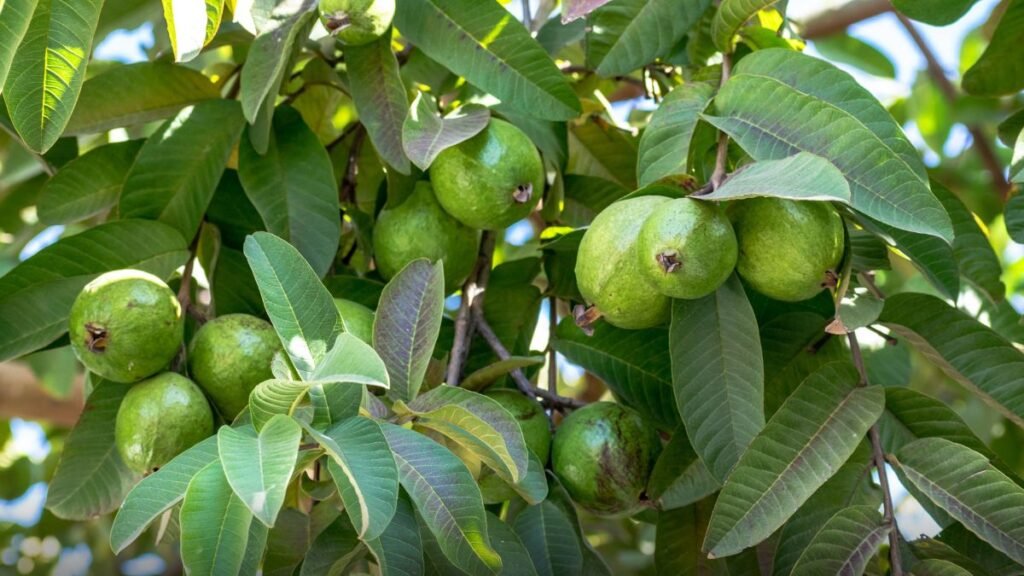 Guava Cultivation and Production