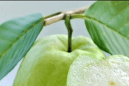 health-benefits-of-guava-6